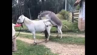 Little Donkey trying to mate with big Horse