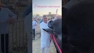 Karamveer Breeding Farm Shoorveer Bull #bull #buffalo  #reels #shorts