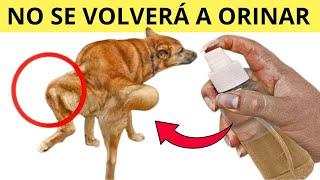 Mi Secreto para que NO se ORINEN los PERROS de mi Vecino en mi CASA