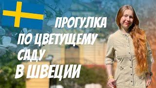 Прогулка по цветущему саду в Швеции | Рыжий Гид, жизнь в Швеции и прогулка по району