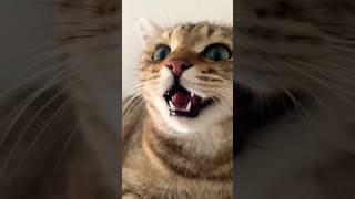 kitten meowing to attract cats