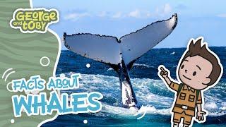 Whale Facts | Animal Facts for Kids | George & Toby Wildlife Rangers