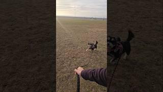 Miniature Schnauzer Running With Dad