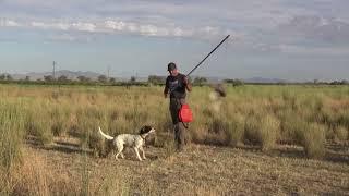 From Chasing To Standing Through The Flush In One Day | Pointing Progression For A Bird Dog