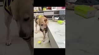 I Tried To Find Sai's Food Bowl (Again)