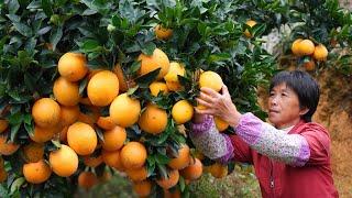 金黄脐橙鲜甜多汁，摘来做香橙蒸包、橙子饼、香橙烤翅和咕咾肉|Rice Beads【闽湖阿嬷Fujian Grandma】