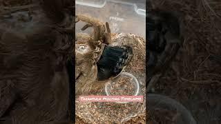 Hairy Tarantula Molting it’s Skin #shorts #tarantula #timelapse