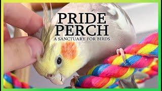 PRIDE PERCH™ The Ultimate Bird Toy | A Sanctuary For Birds