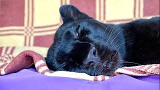 Relax video from Luna and Venza (ENG SUB)
