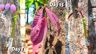 Mango big tree grafting | Amazing Results | mango grafting new technique