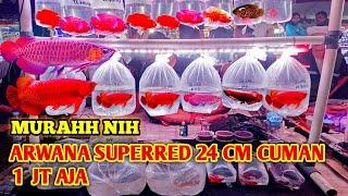 IKAN ARWANA SUPERRED DAN PREDATOR MURAH // UPDATE Harga IKAN ARWANA DI PASAR IKAN HIAS JATINEGARA