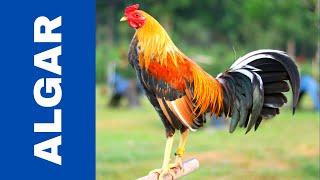 Al Garcia | Kelvin Chan | Quality Rooster from Bacolod & Pangasinan | WGE #gallofino