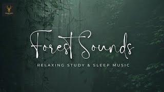 Forest Sounds | Relaxing Study & Sleep Music | Fauna Fact Wonder