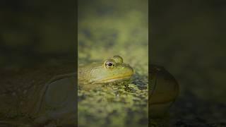 That beautiful green frog #nature #frog #wildlife #vibes