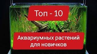 ТОП-10 ЛУЧШИХ АКВАРИУМНЫХ РАСТЕНИЙ ДЛЯ НАЧИНАЮЩИХ #АКВАРИУМ