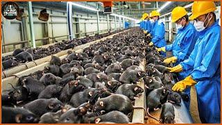 How Do Chinese Farmers Raises And Consumes 1.2 Billion Bamboo Rats | Food Factory