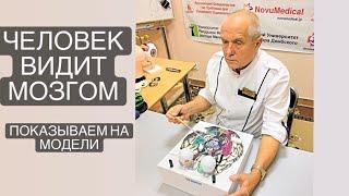 Человек видит мозгом