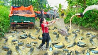 Use High Capacity Pump To Drain Fish Pond - Harvesting A Lot Of Catfish Goes To Market Sell