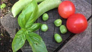 Easy Seed Saving Tomatoes Peas and Basil in the Alberta Urban Garden