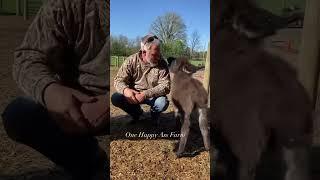 A little sassy and a little sweet! #shorts #amari #donkeys #farmanimals #animals #cutepets