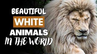 15 Most Beautiful White Animals In The World | Jungle Flicks