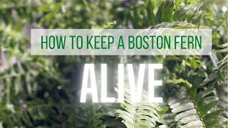 How to Keep a Boston Fern ALIVE!