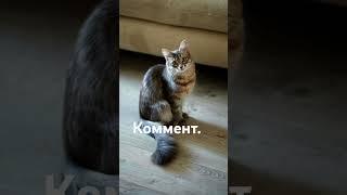 Выбери котика  #ульянка #марьяналокель #shorts