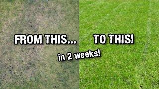 Fixing our dead lawn WITHOUT fertiliser!