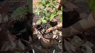 🪴 #flowerspot #plants #garden#gardentrees #faming #subscribe #succulent #success