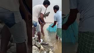 From River to Home: Catching Fresh Fish #minivlog