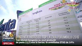 Syngenta, locul 1 în categoria celor mai cultivați hibrizi de porumb