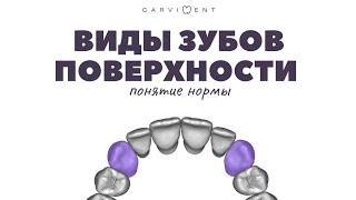 Введение в анатомию зуба | CARVIDENT