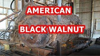 American black walnut