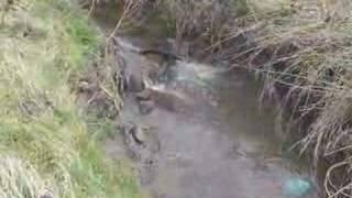 A Creek in Kidsgrove . . .