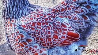 blue laced red wyandotte