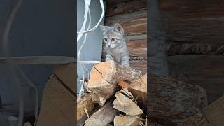 Веселое, сентябрьское утро в волшебной деревне. Ролик для поднятия настроения