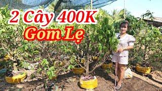  TUYỀN 0786565755 MAI GIẢO LÁ GAI 2 CÂY 400K GOM LẸ BAO SHIP 06/03/2025 | Bến Tre Ơi