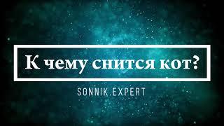 К чему снится кот - Онлайн Сонник Эксперт