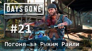 Days Gone (Жизнь После): часть 21 - Погоня за Рыжим Райли (прохождение)