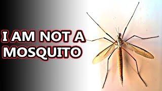 Crane Fly facts: they can't harm you! | Animal Fact Files