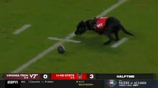 when the game is so bad that a dog is the most exciting part so far