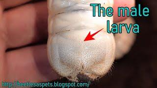 How to tell the difference between male and female flower beetle larvae.