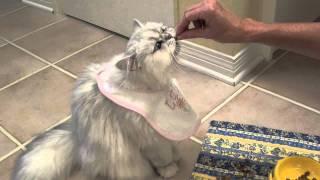 Cats 101 Chinchilla silver persian puts on a bib