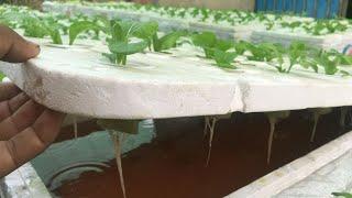 Brilliant idea |How to Grow Green Oak And Red Oak Lettuce Salad in Styrofoam Foam Box for beginners