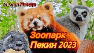 Сафари парк Пекин 2023 КРАСНЫЕ ПАНДЫ