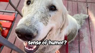 10 Fun Facts About Golden Retrievers!  