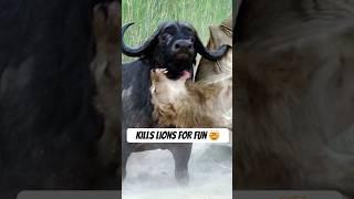 This Beast Fears Nothing… Not Even Lions 