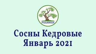 Сосны кедровые. Зима 2021.01