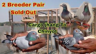 2 Breeder Pair Sold Out To Yasir Rauf Brother️ | Racer Kabootar Sale Kar diye