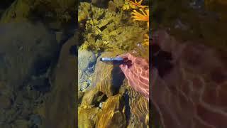 the beauty of nature - You didn't think it was that beautiful 709th clip #satisfying